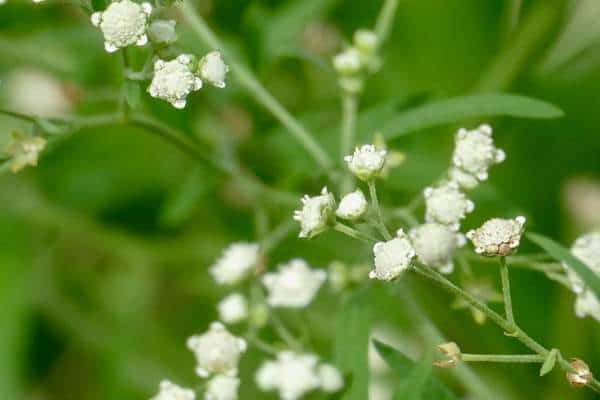 A santa maria feverfew