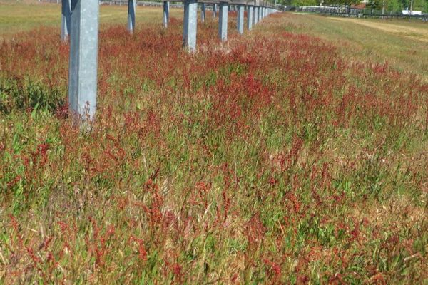 A sheep’s sorrel in the field