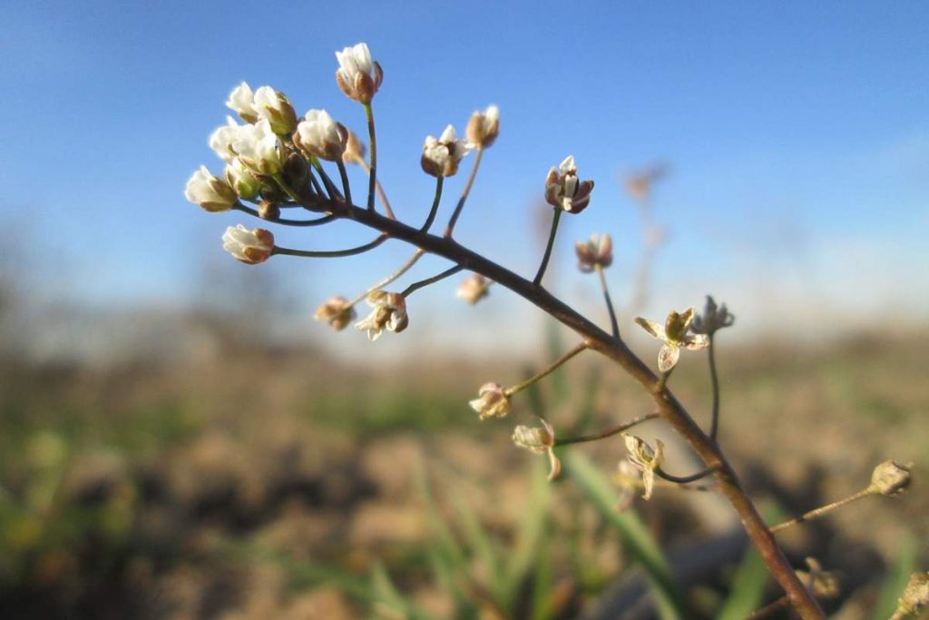 20 Types of Weeds in South Carolina (Pictures) - Home Cadet