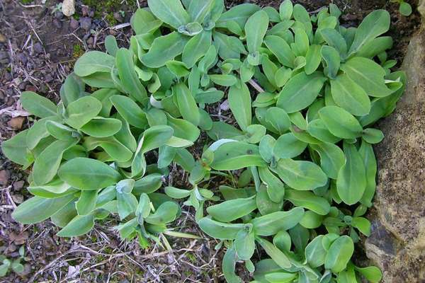 A shiny cudweed