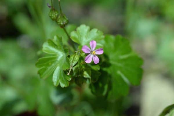 shiny geranium