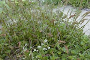 20 Types of Weeds in South Carolina (Pictures) - Home Cadet