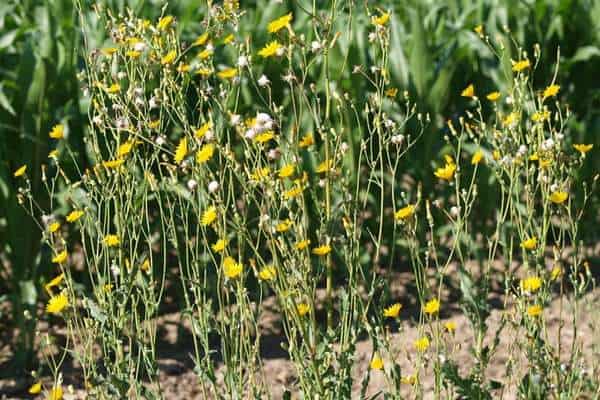 A spiny Sowthistle in the field