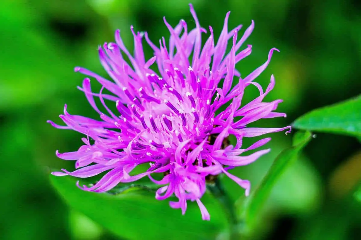 spotted knapweed flower
