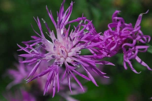 spotted knapweed