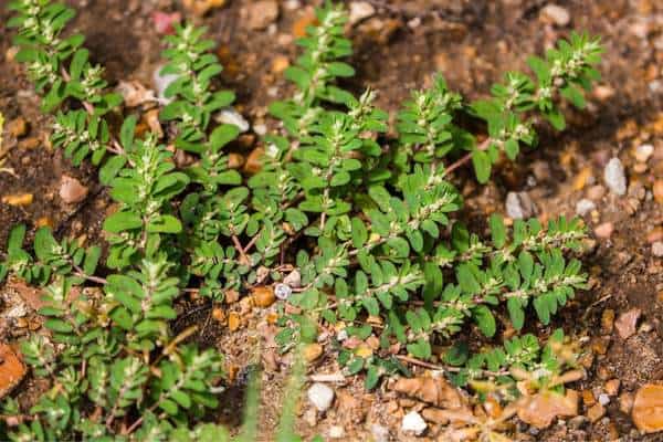 A spotted spurge