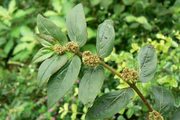 A spurge weed