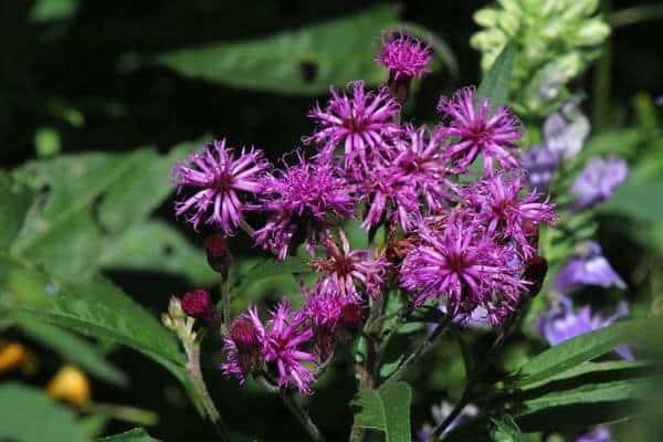 Tall ironweed 