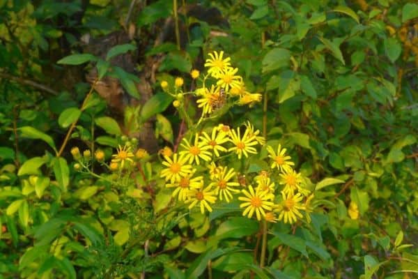 tansy ragwort