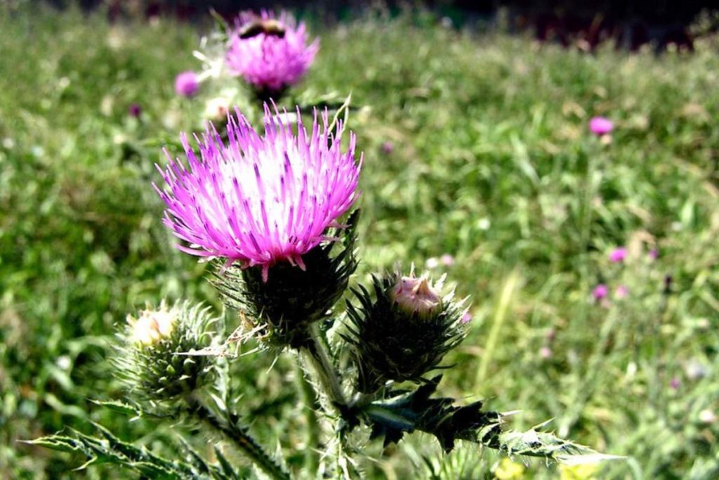 20 Types in Weeds of North Carolina (Pictures) Home Cadet