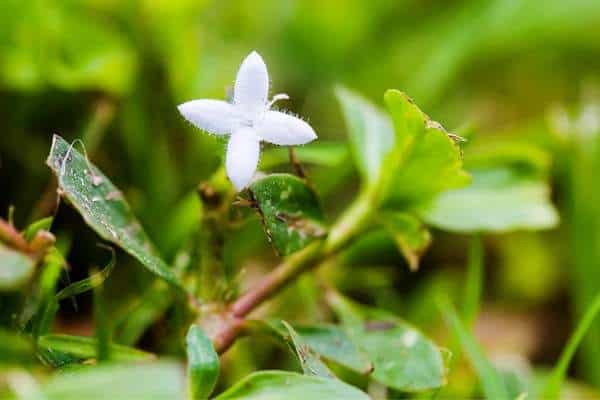 A virginia buttonweed