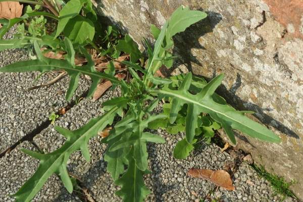 A wall rocket weed on wall