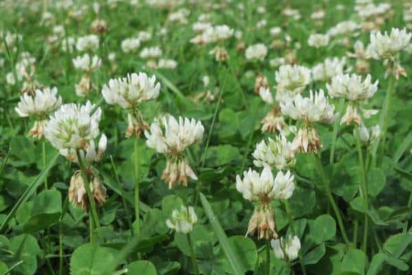 White clover in the field