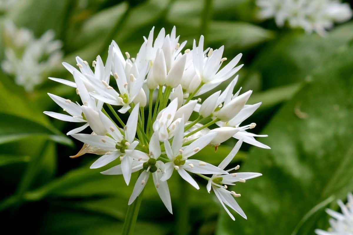 White garlic flower