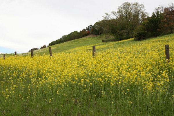 wild mustard field