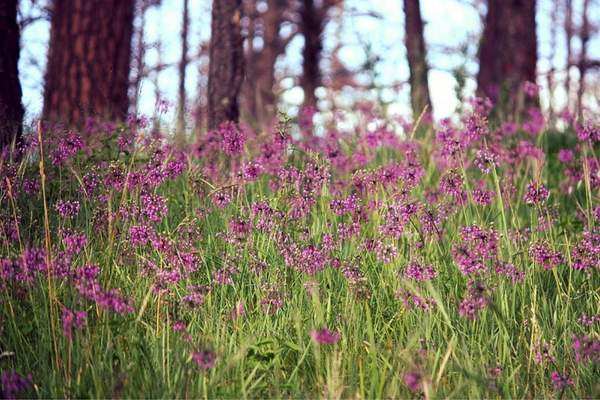 Wild onions in the field