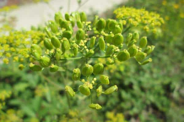 A wild parsnip