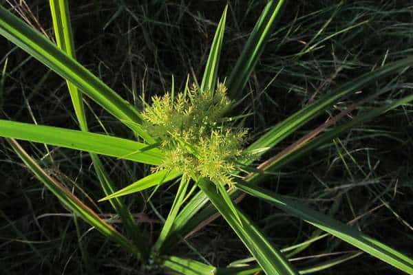 A yellow nutsedge