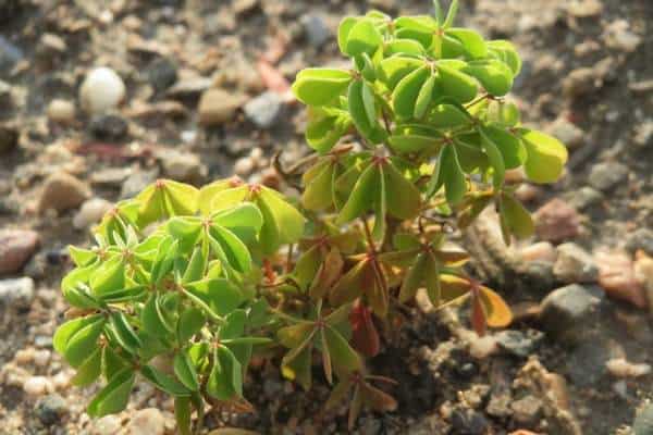 Yellow oxalis