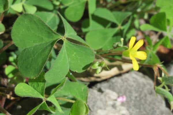 A yellow wood sorrel