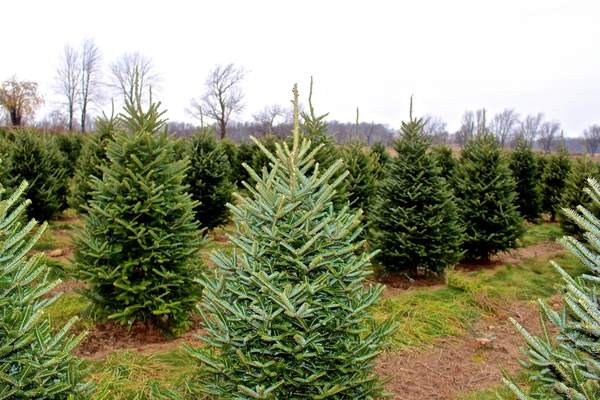 Christmas tree lot