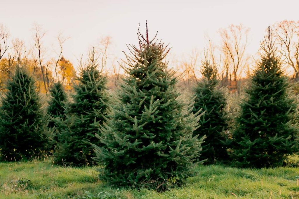 How To Get Rid of Christmas Tree Bugs (8 Helpful Tips) - Home Cadet