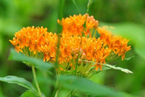 Butterfly weed plant