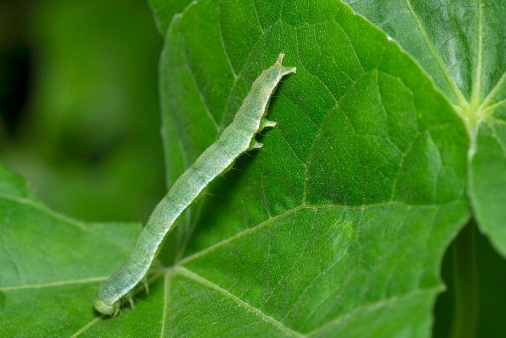 Animals That Eat Bell Peppers 12 Examples Home Cadet