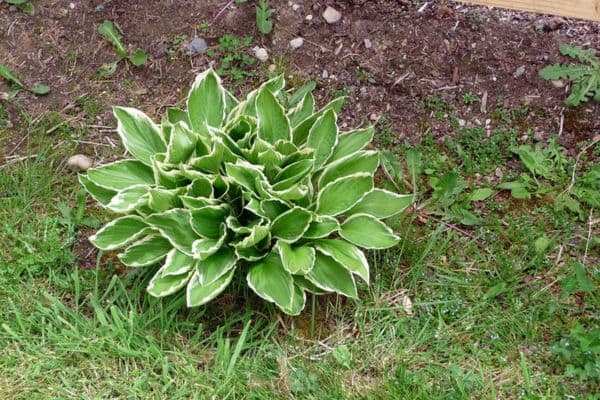 Hosta plant
