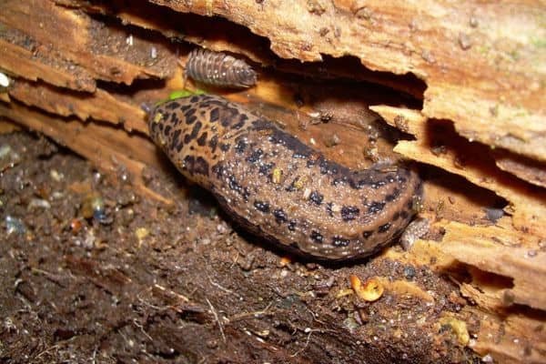 Leopard slug