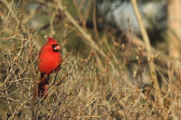 Northern cardinal