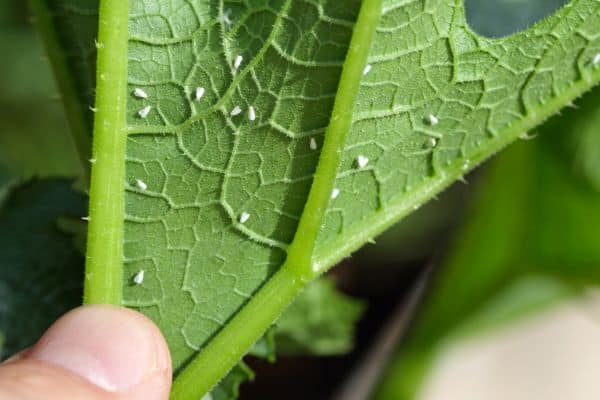 Silverfly whitefly on leaf