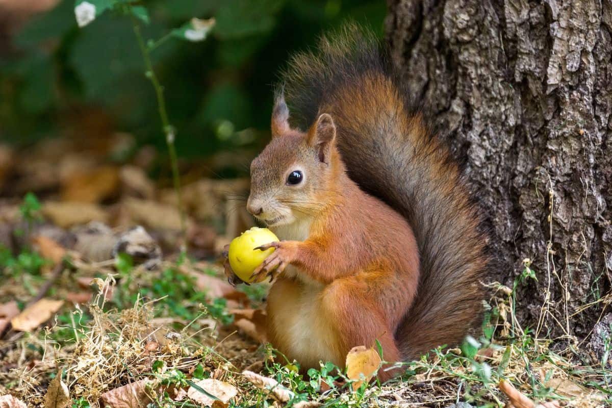 Squirrel eating a plum