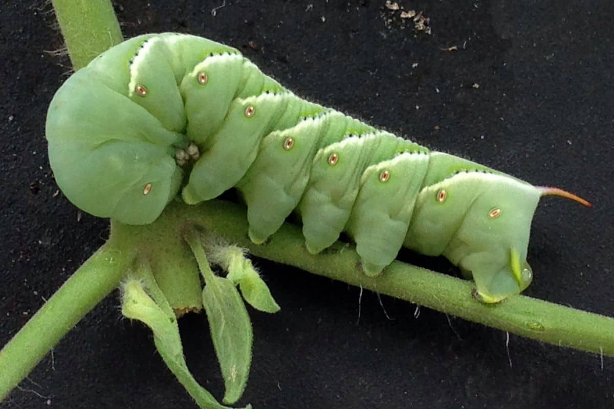 Tomato hornworm