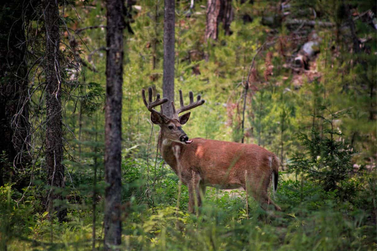 White-tailed deer