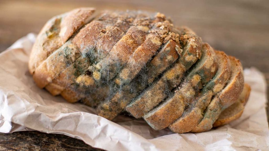 Why Does My Bread Mold So Fast? Home Cadet