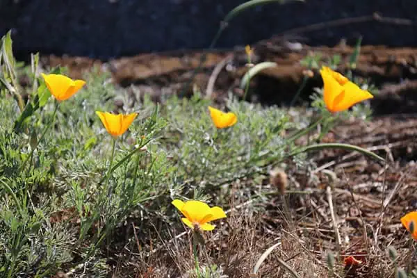 california poppy