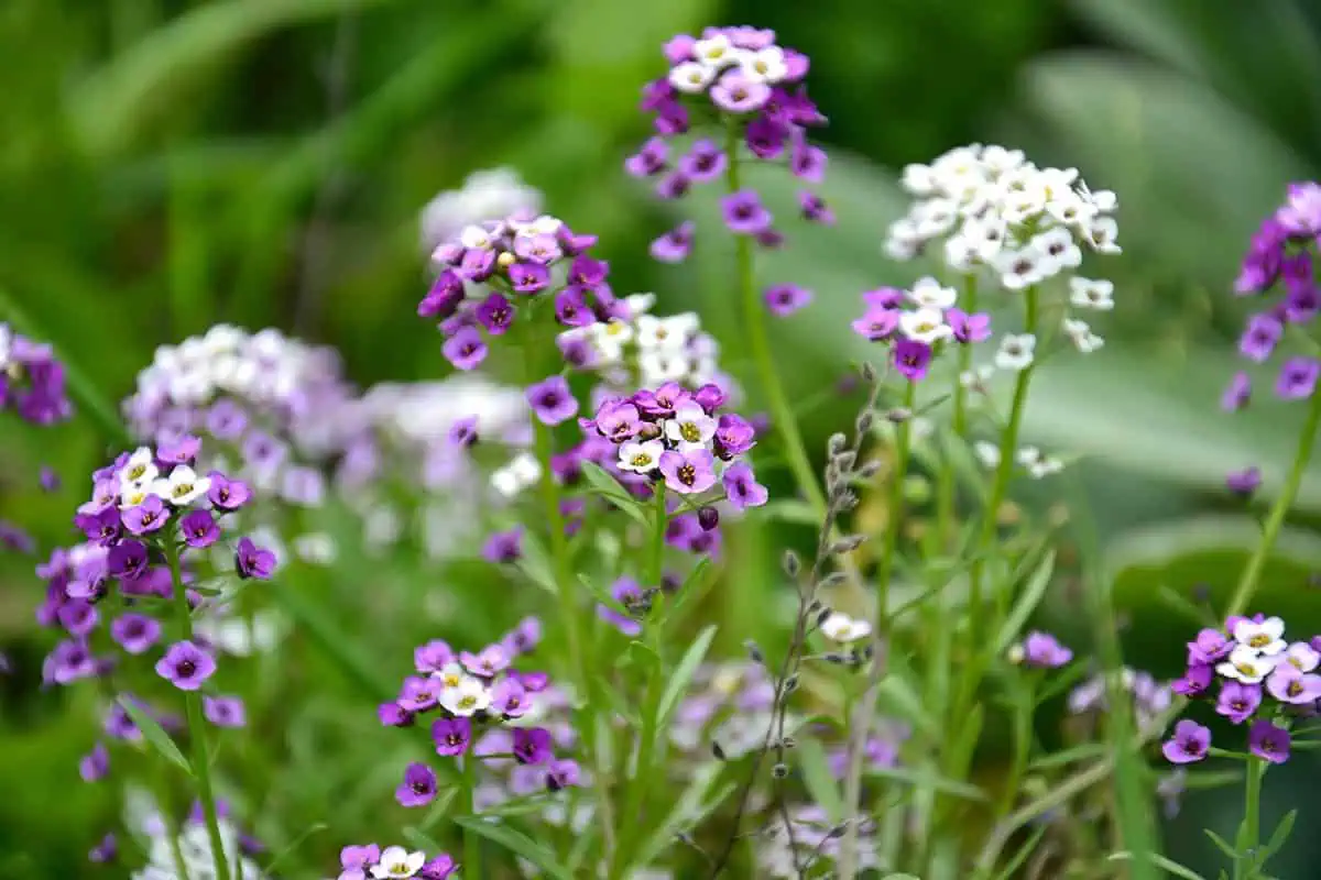 flowers alyssum