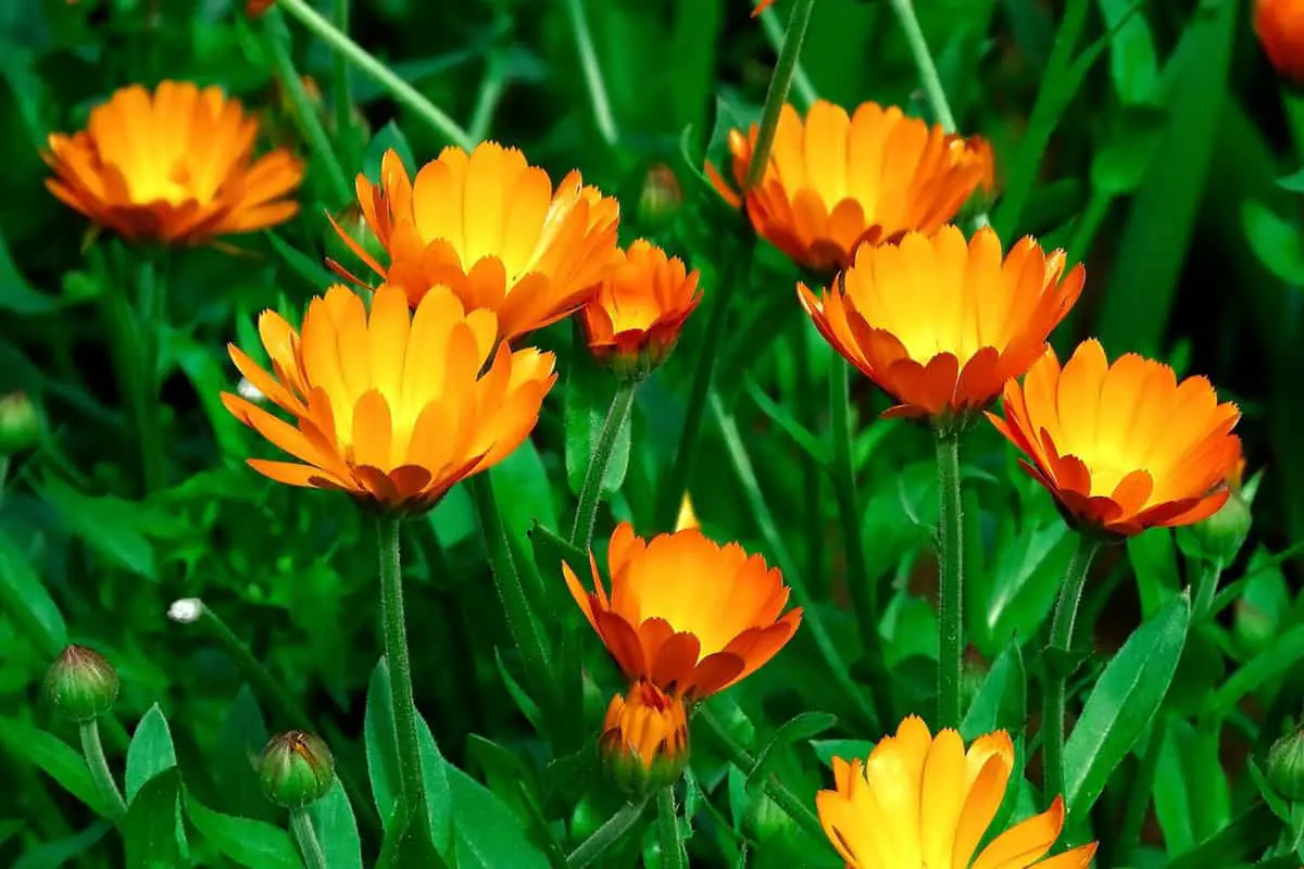 flowers calendula