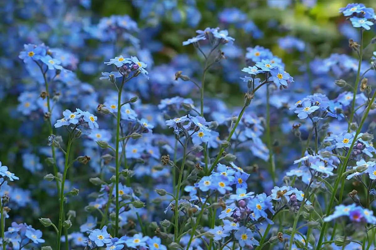 forget me not