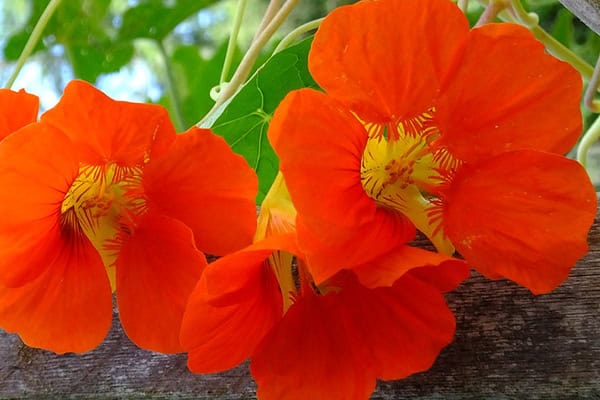 nasturtium