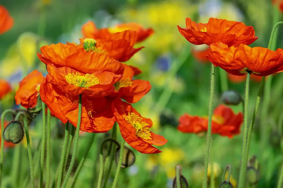 poppies