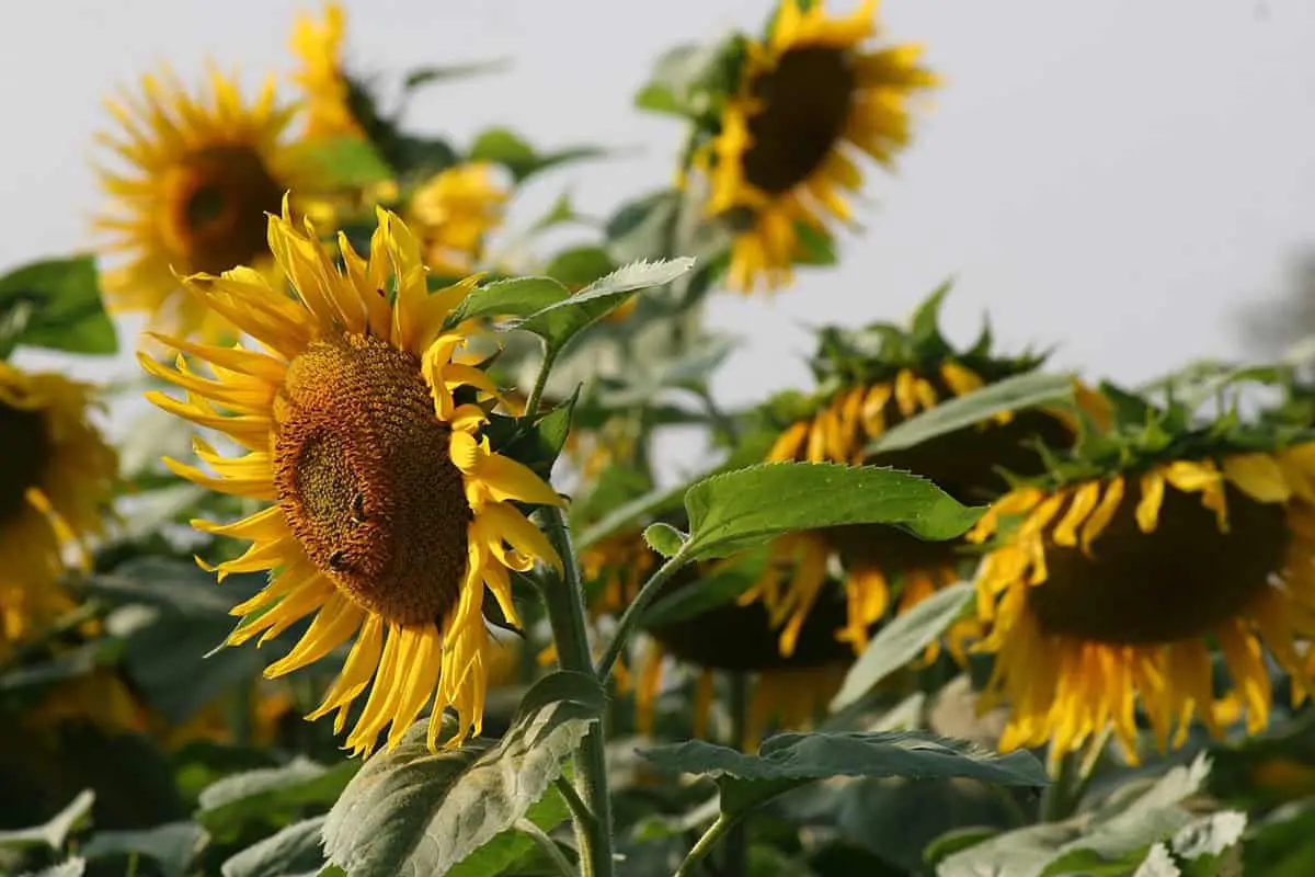 sunflowers