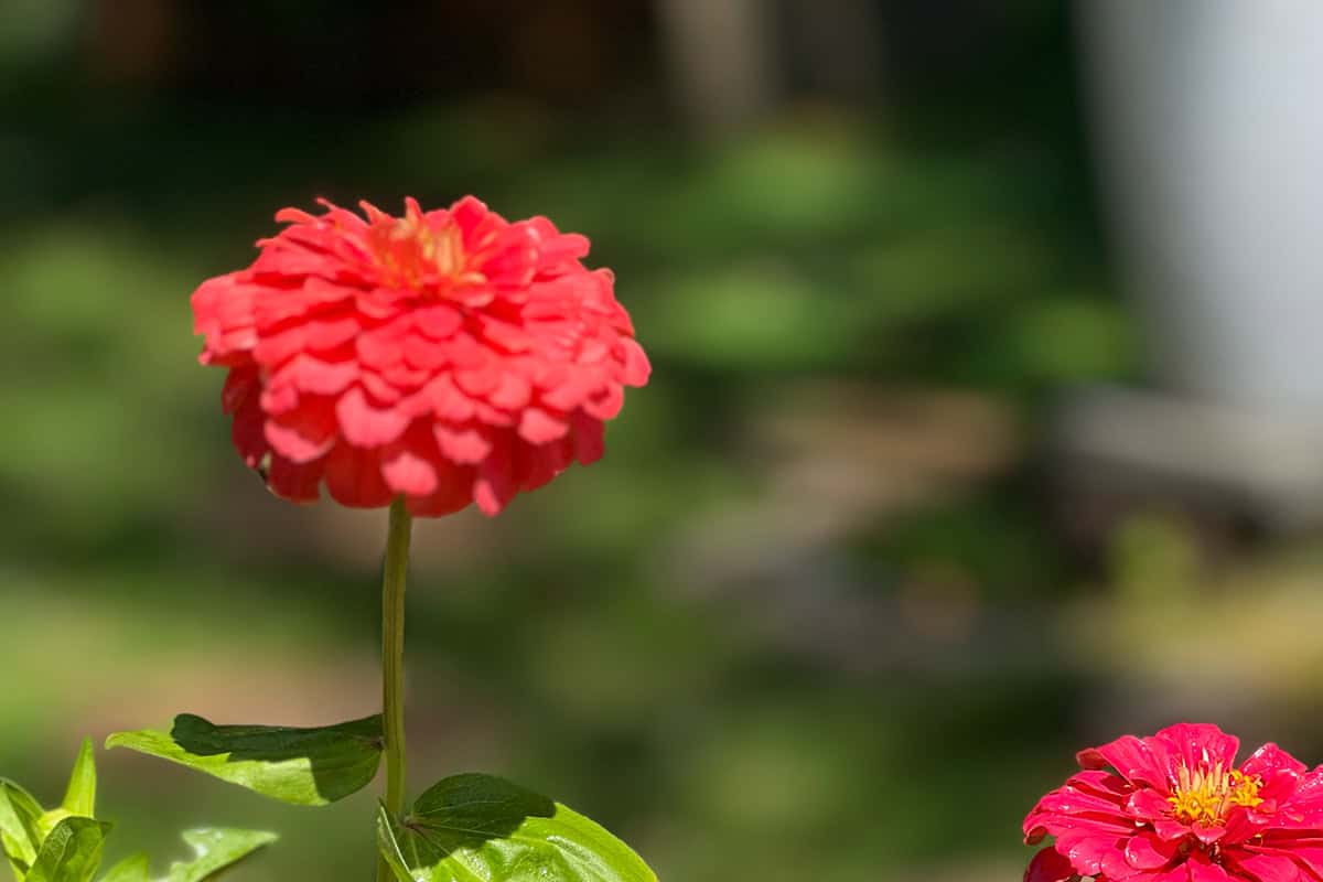 zinnia red