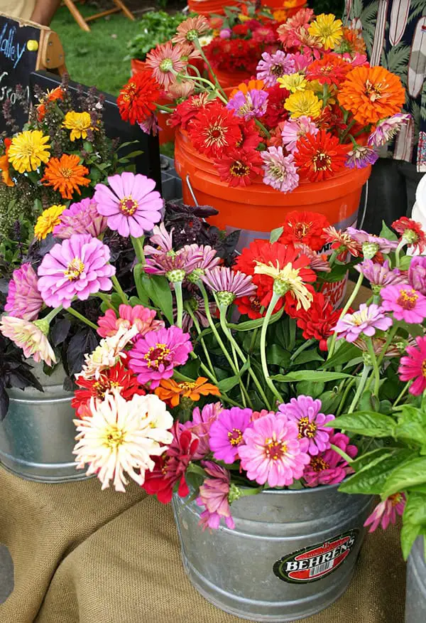 zinnias for sale in pots