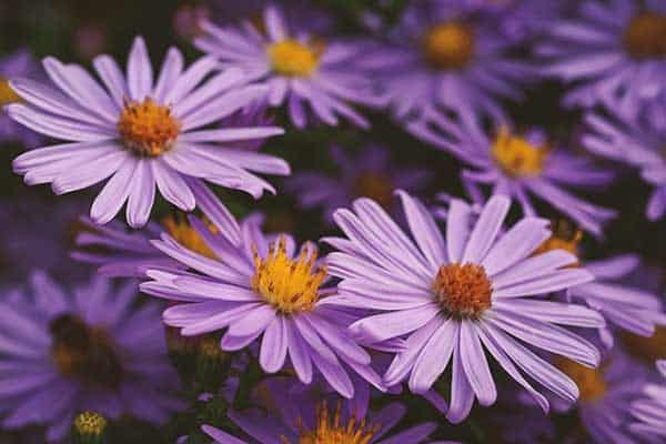 autumn asters