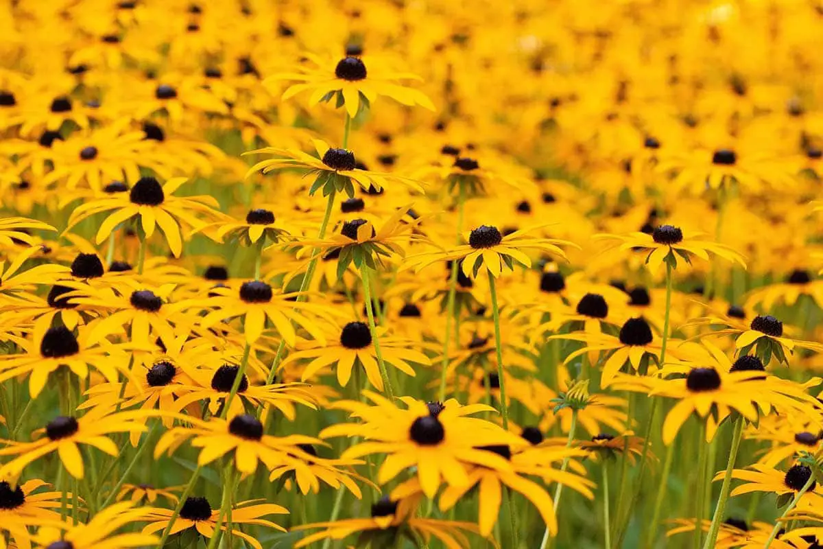 black eyed susans