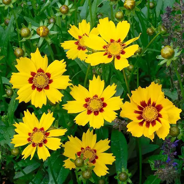 coreopsis