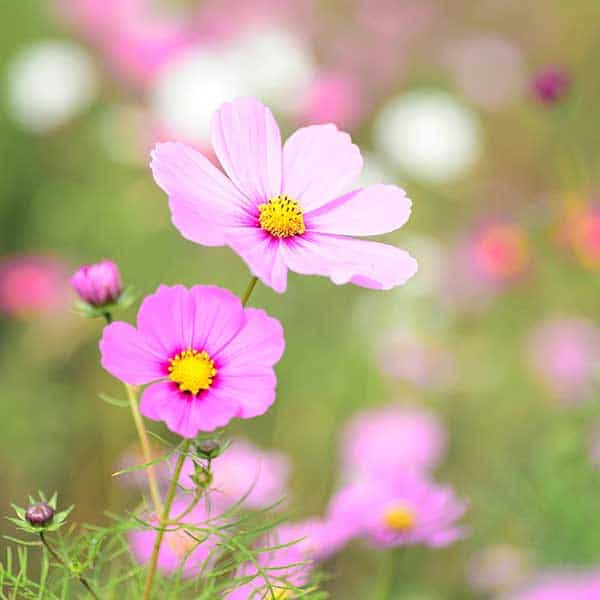 cosmos flowers