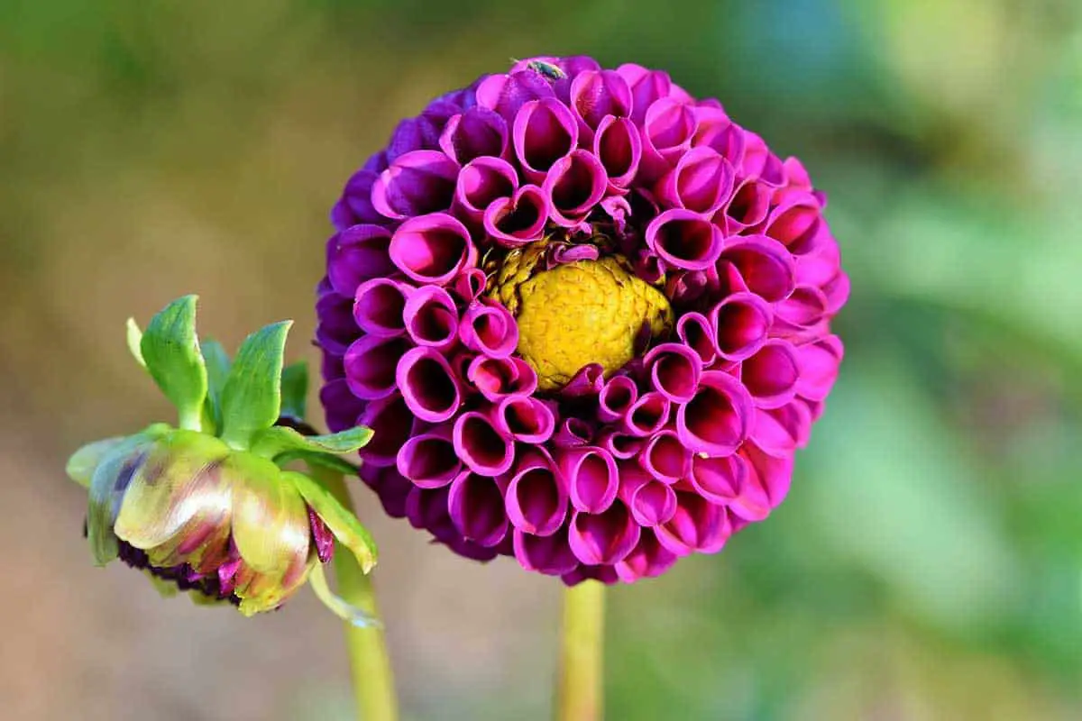 dahlia single